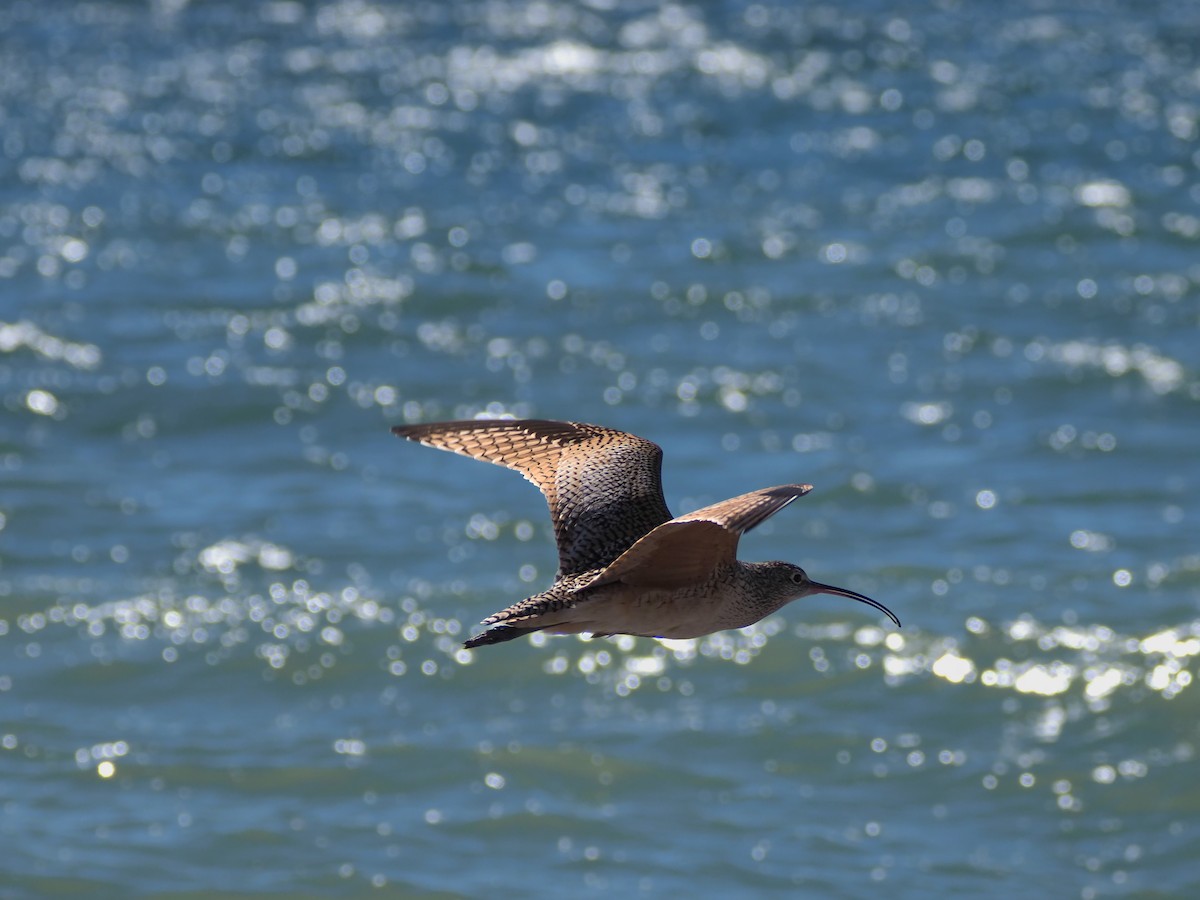 Long-billed Curlew - ML615869278