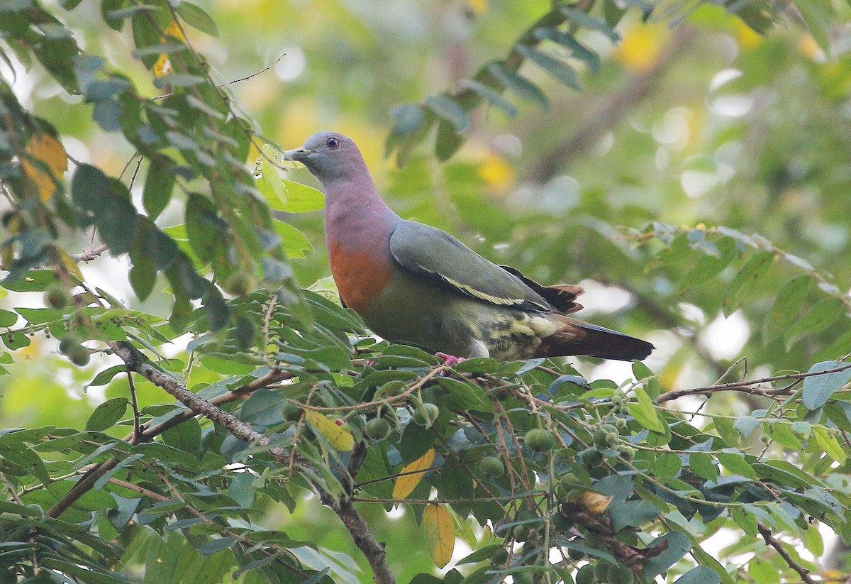 Pink-necked Green-Pigeon - ML61586931