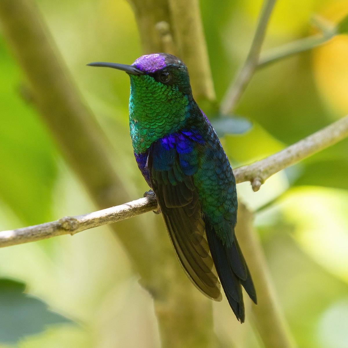 Crowned Woodnymph (Colombian Violet-crowned) - ML615869532