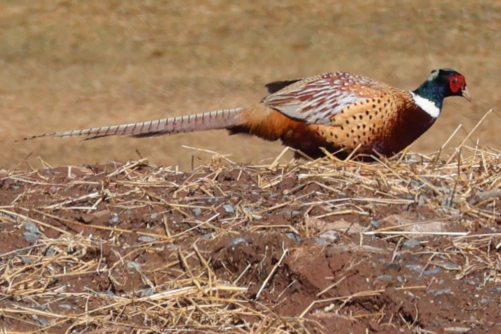 Ring-necked Pheasant - ML615869546