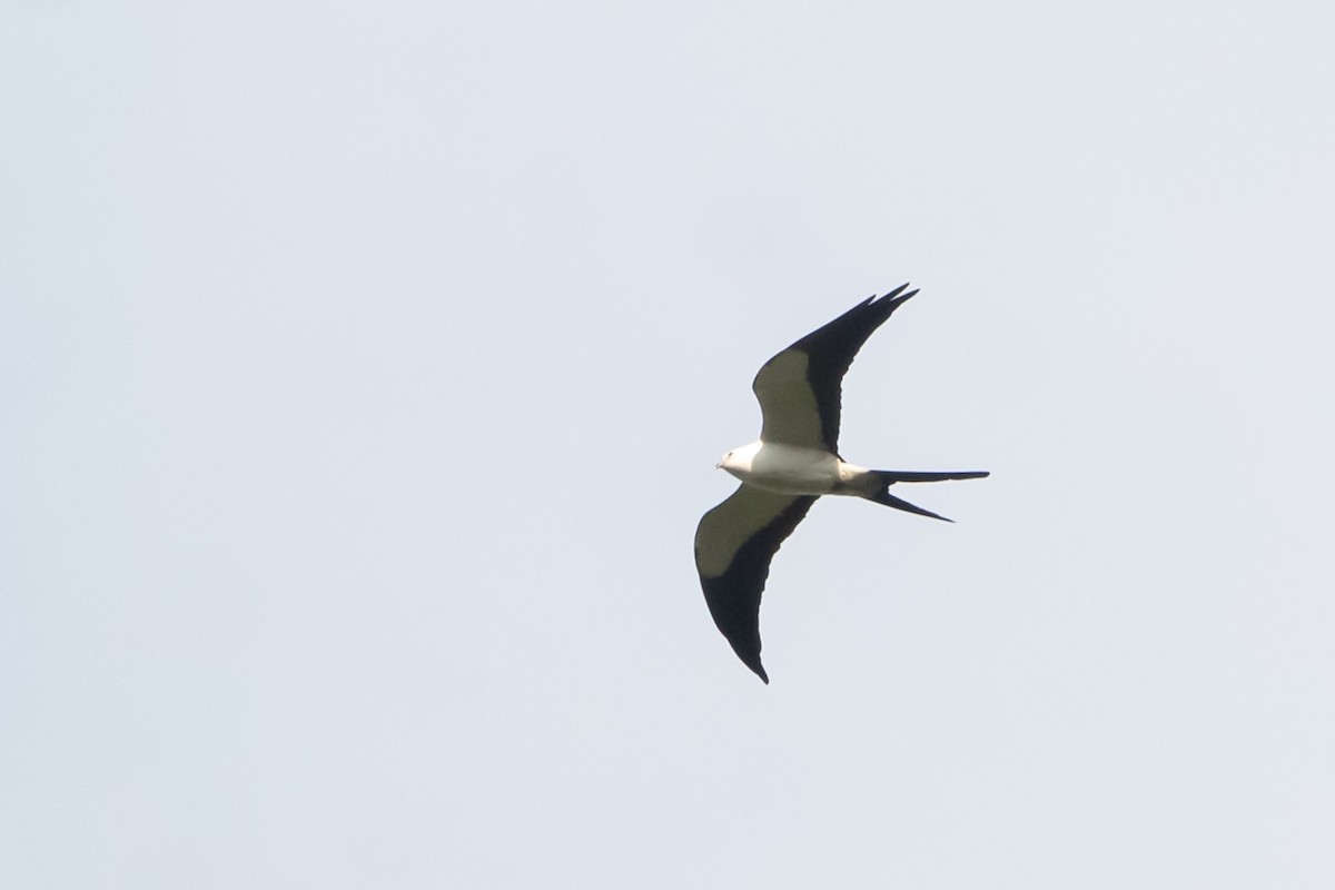 Swallow-tailed Kite - ML615869573