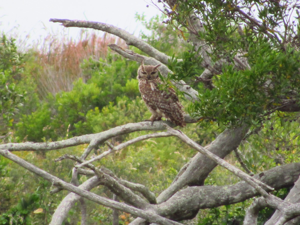 Spotted Eagle-Owl - ML615869664