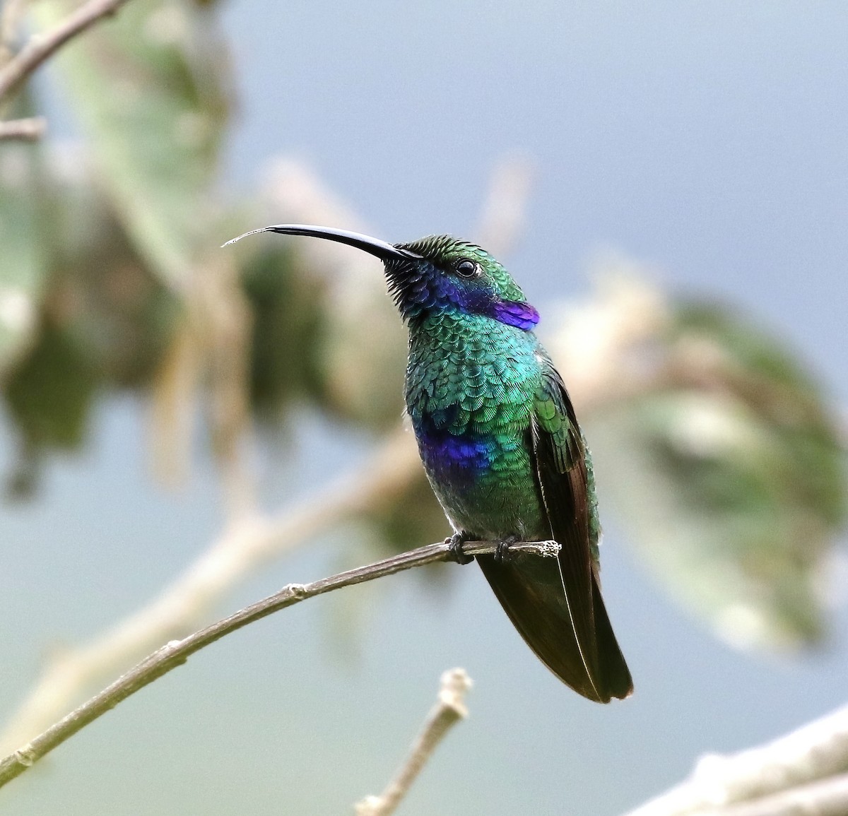 kolibřík modrolící - ML615869760