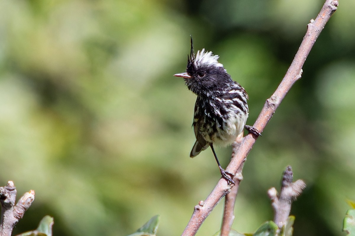 Pied-crested Tit-Tyrant - ML615870012
