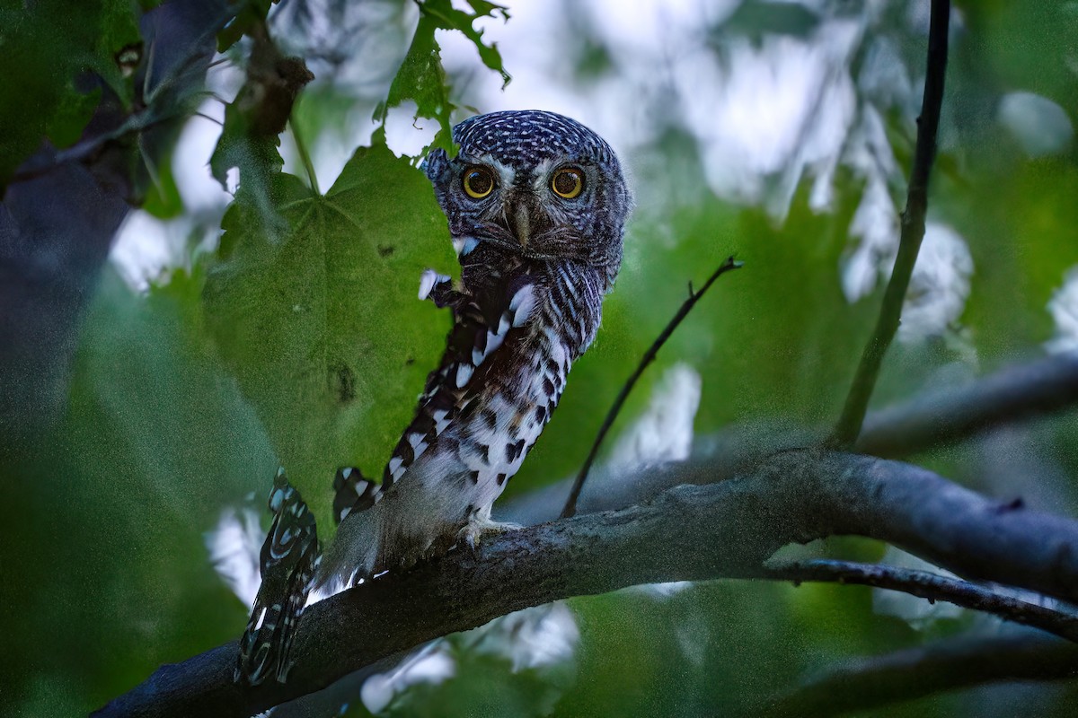 African Barred Owlet - ML615870263