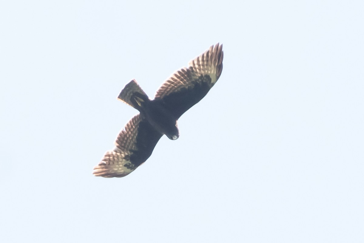 Short-tailed Hawk - ML615870295