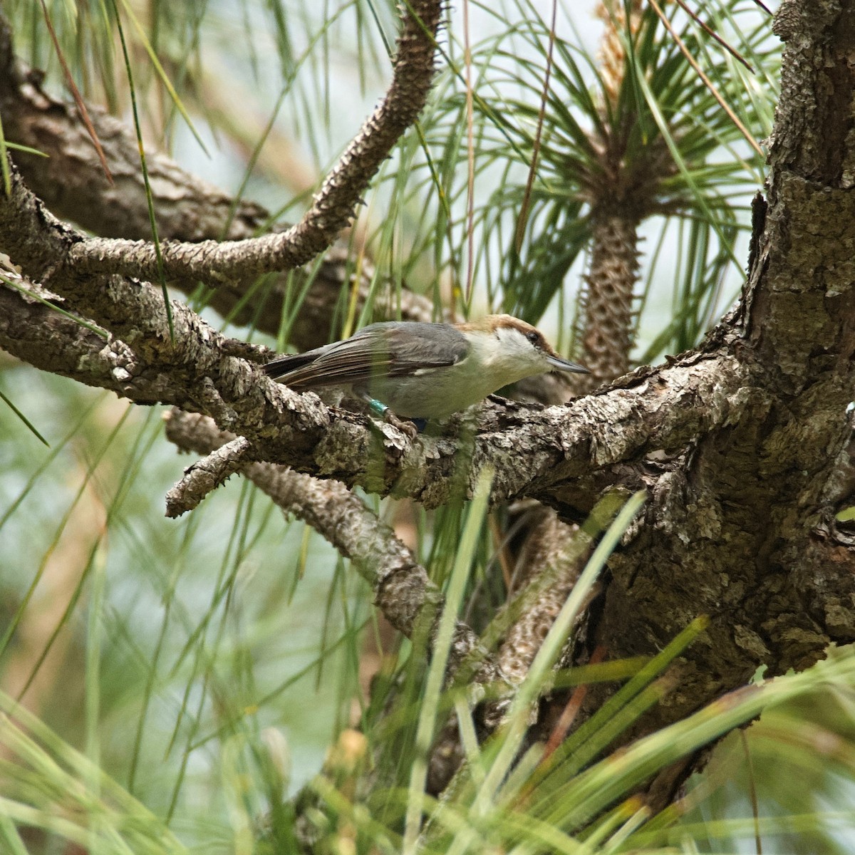 Brown-headed Nuthatch - ML615870316
