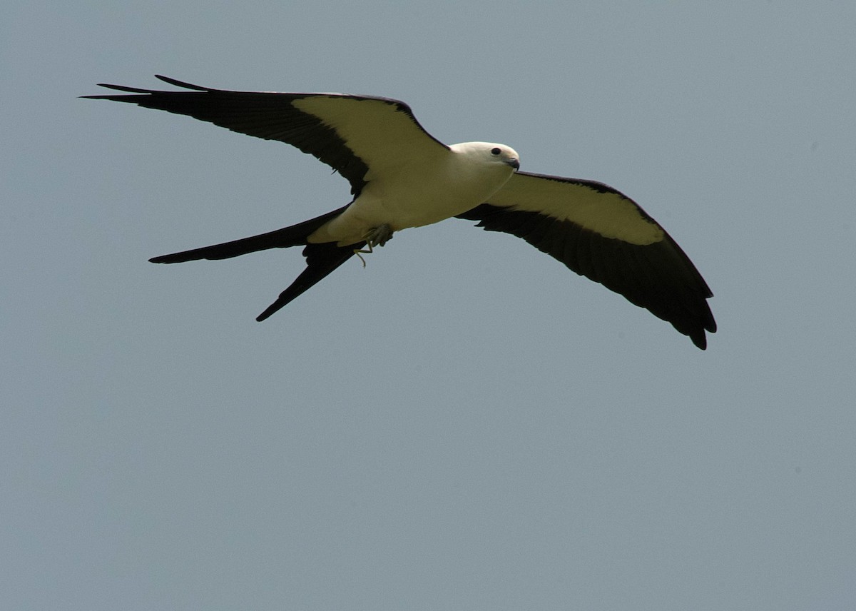 Swallow-tailed Kite - ML615870344