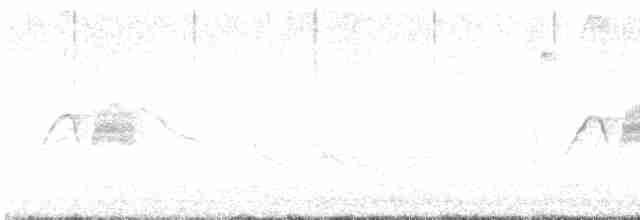 Weißbauch-Phoebetyrann - ML615870475
