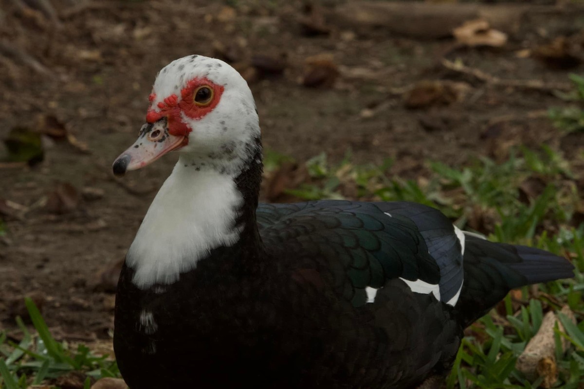 Muscovy Duck (Domestic type) - ML615870529