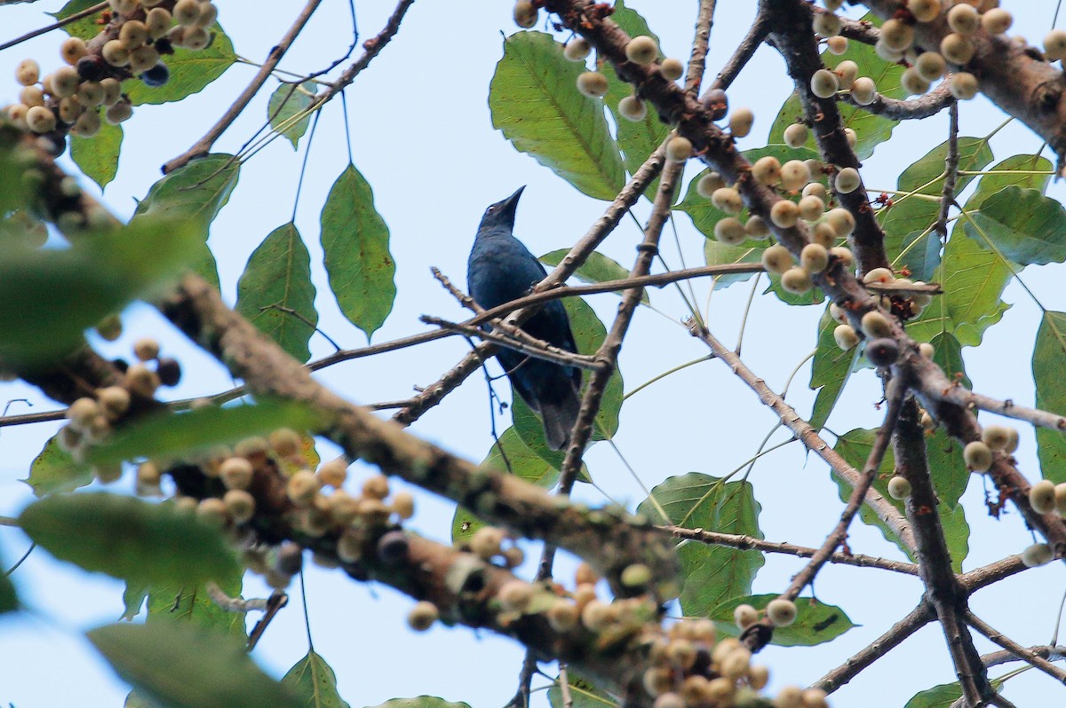 Asian Fairy-bluebird - ML61587061