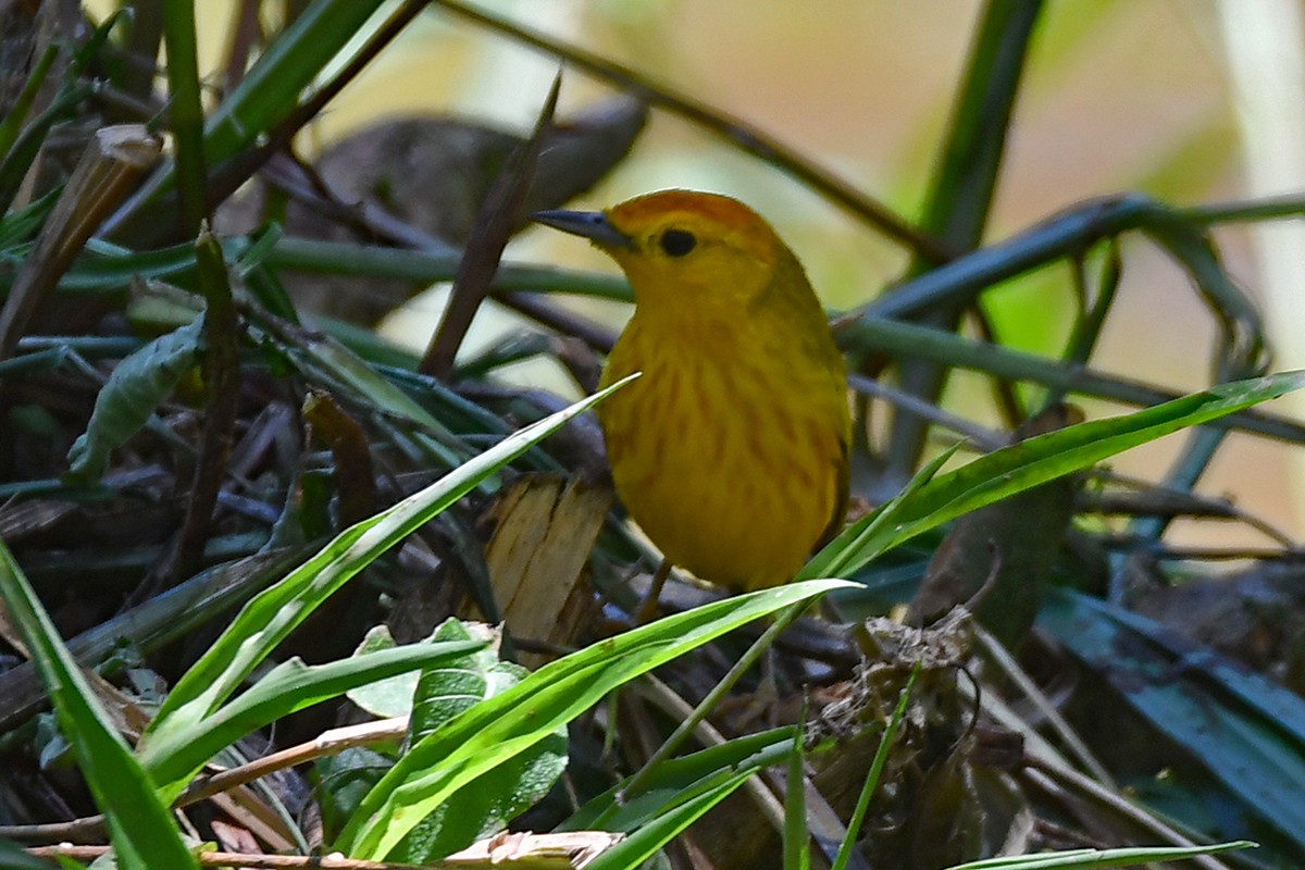 Yellow Warbler (Galapagos) - Guido Bennen