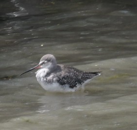 Spotted Redshank - ML615870638
