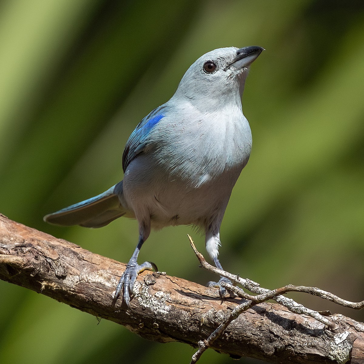 Blue-gray Tanager - ML615870640
