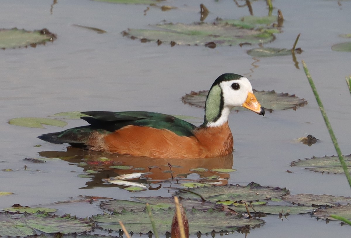 African Pygmy-Goose - Marc Languy