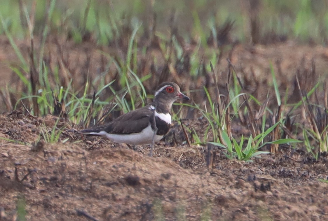 Forbes's Plover - ML615870703