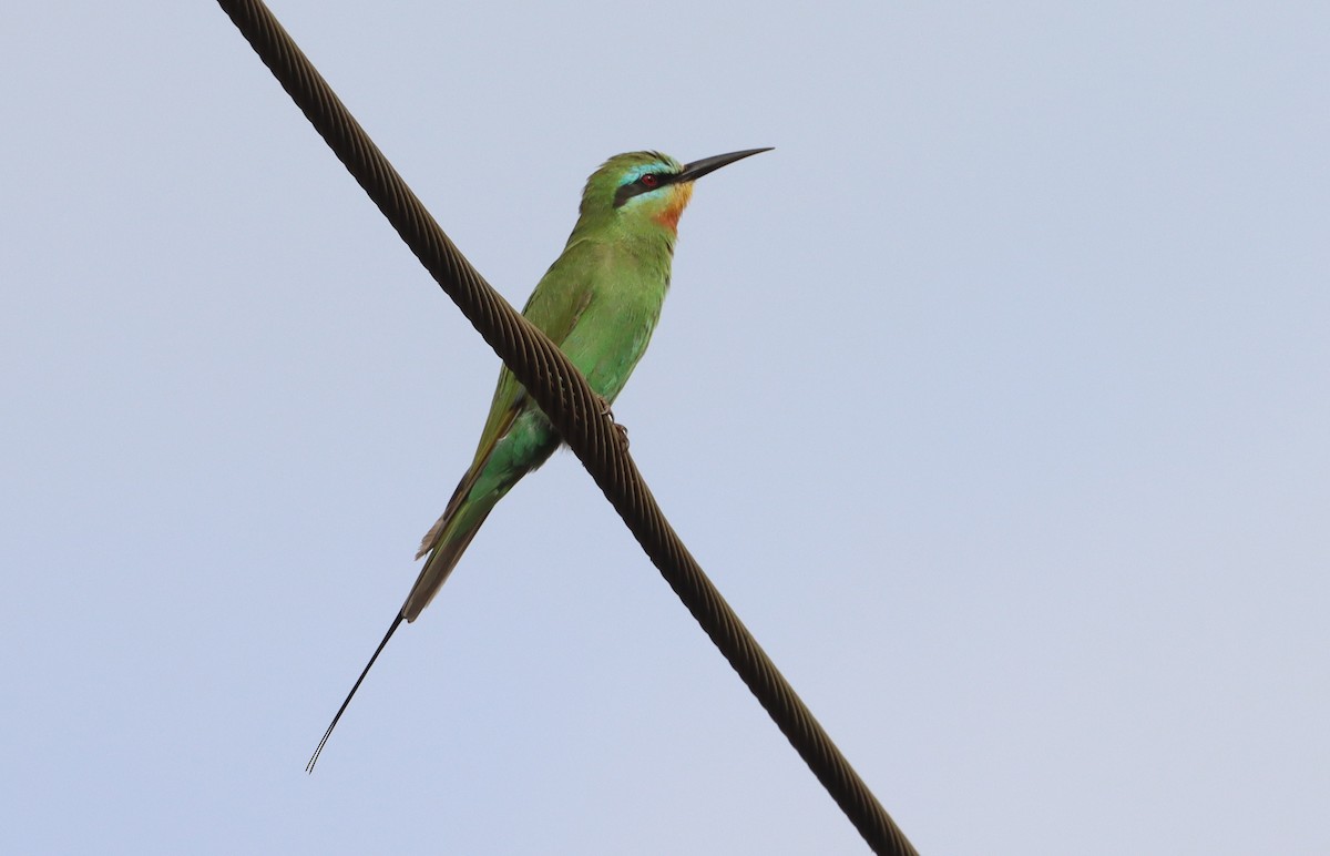 Blue-cheeked Bee-eater - ML615870757