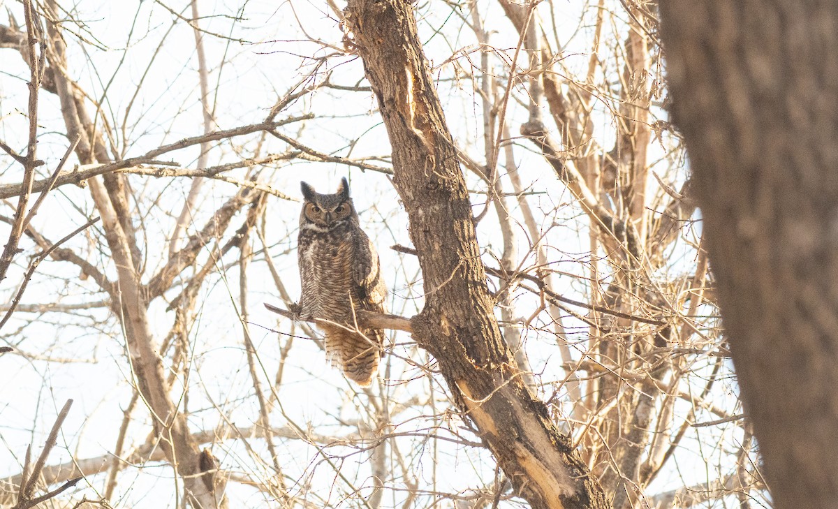 Great Horned Owl - ML615870768