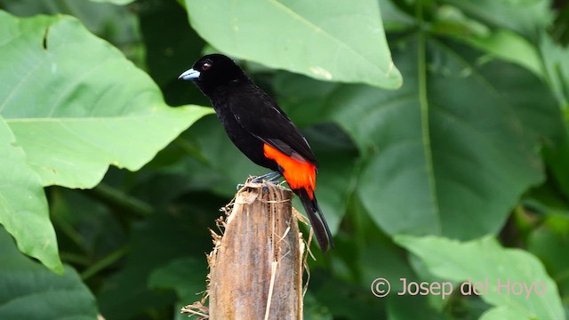 Scarlet-rumped Tanager - ML615870788