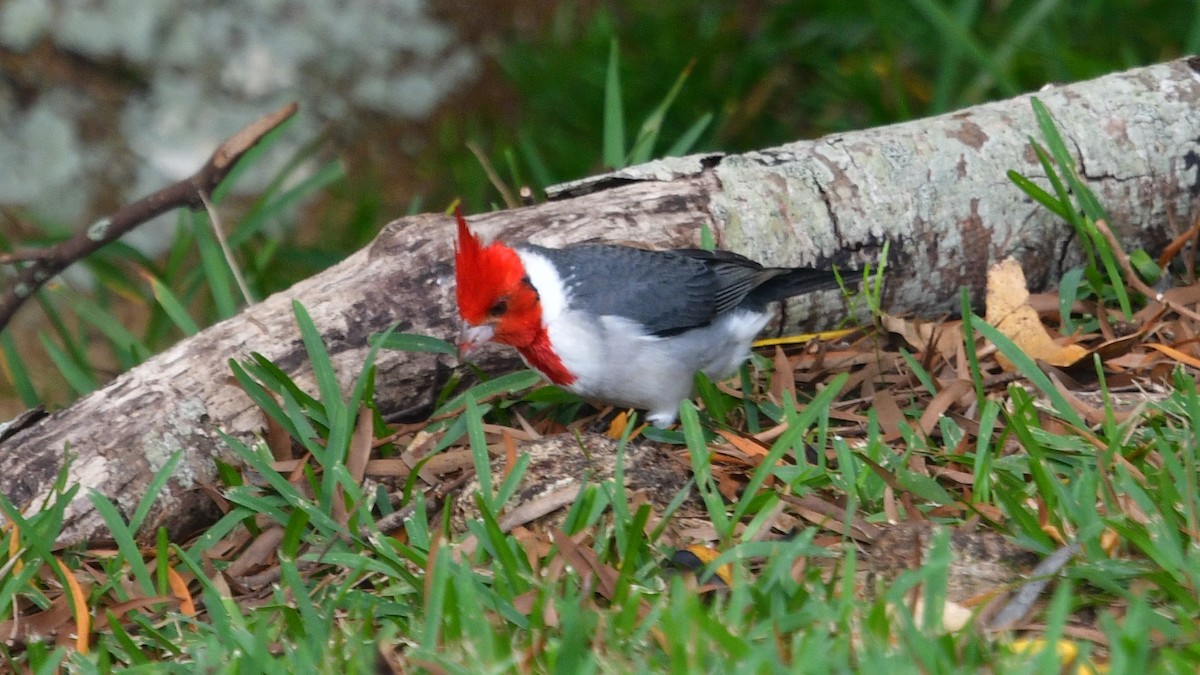 Red-crested Cardinal - ML615870810