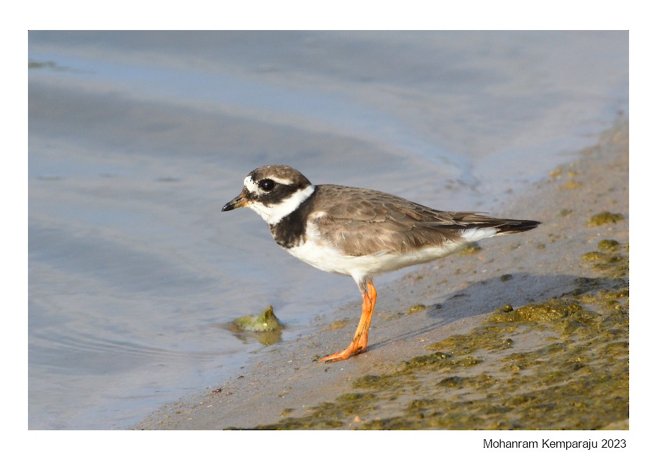 Common Ringed Plover - ML615870839