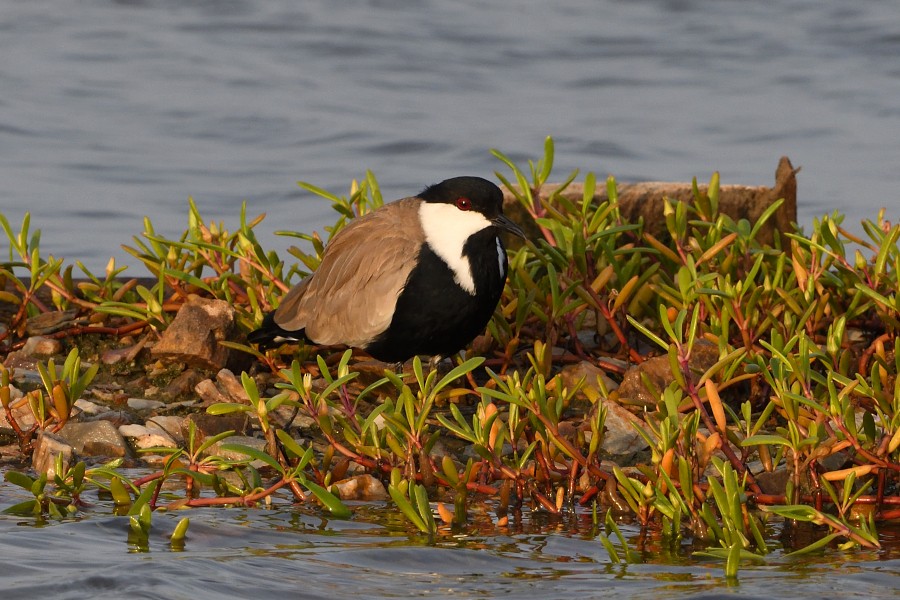 Spur-winged Lapwing - ML615870850