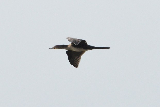 Long-tailed Cormorant - ML615870911