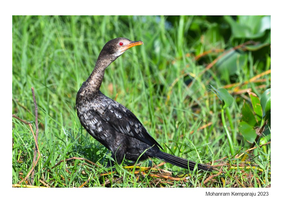 Long-tailed Cormorant - ML615870913