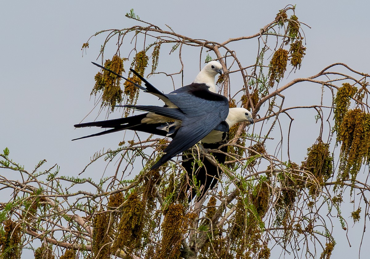 Swallow-tailed Kite - ML615870915