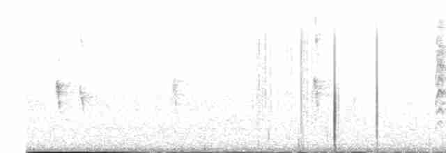 spydknottsmett (rufiventris gr.) - ML615870920