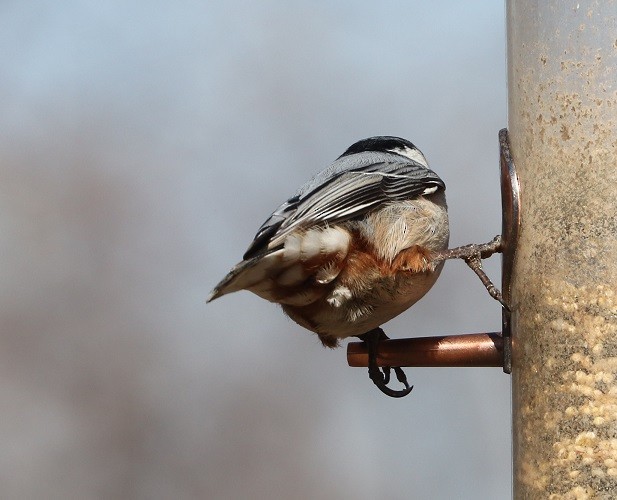 White-breasted Nuthatch - ML615870964