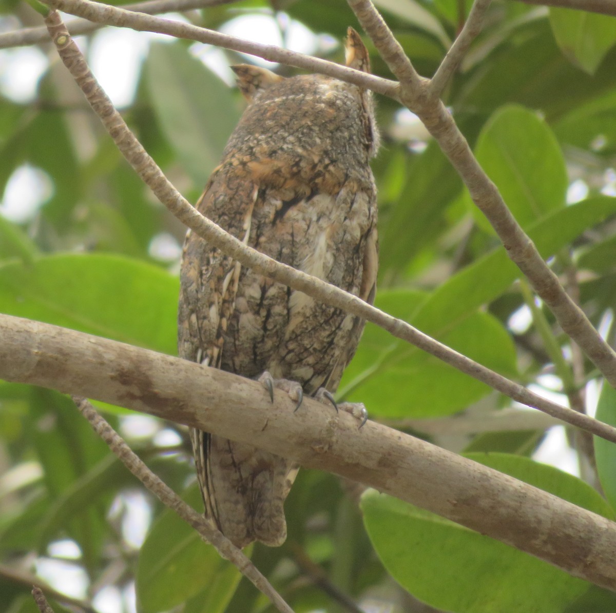 African Scops-Owl - ML615871053