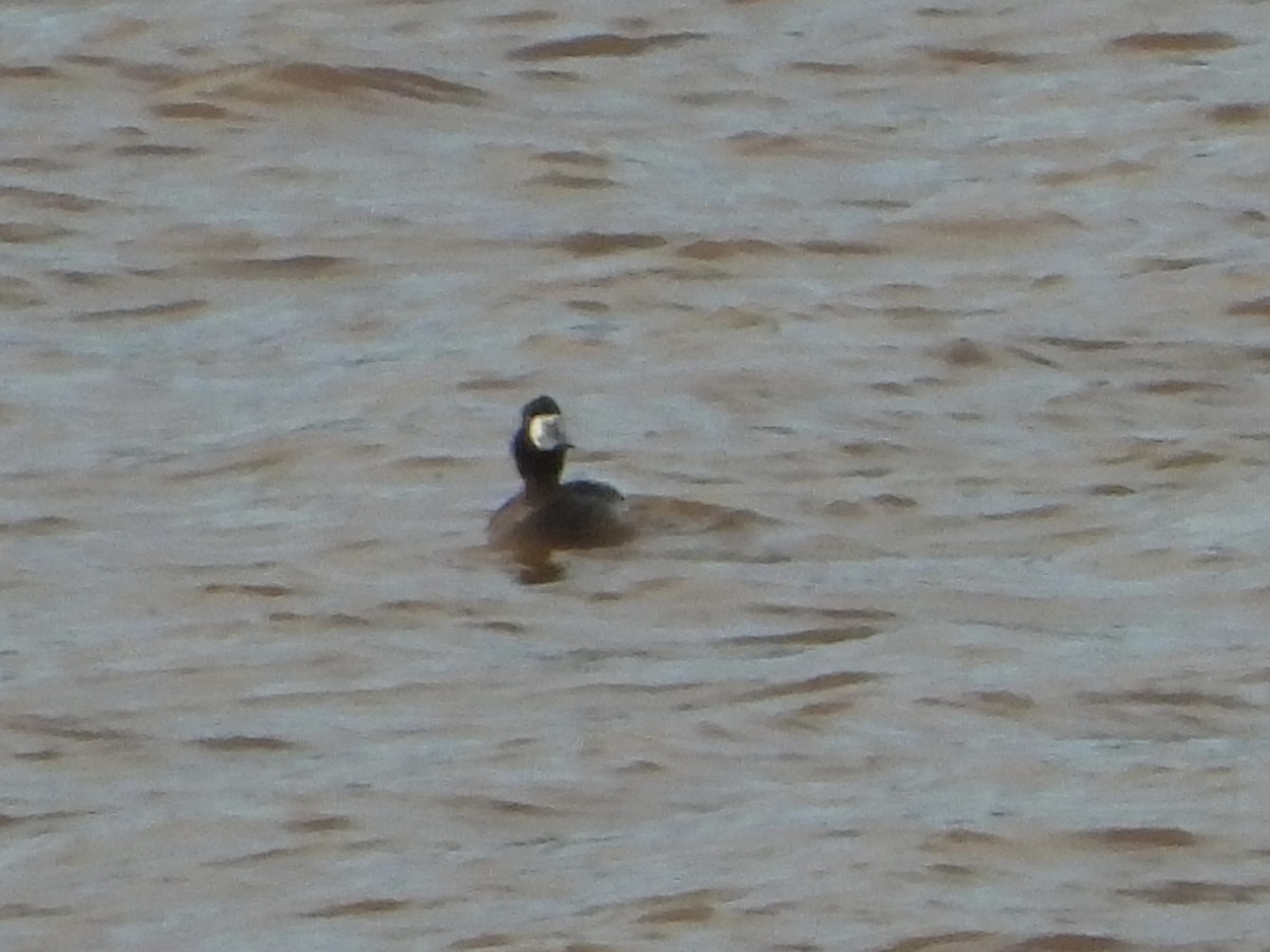 Greater Scaup - ML615871074