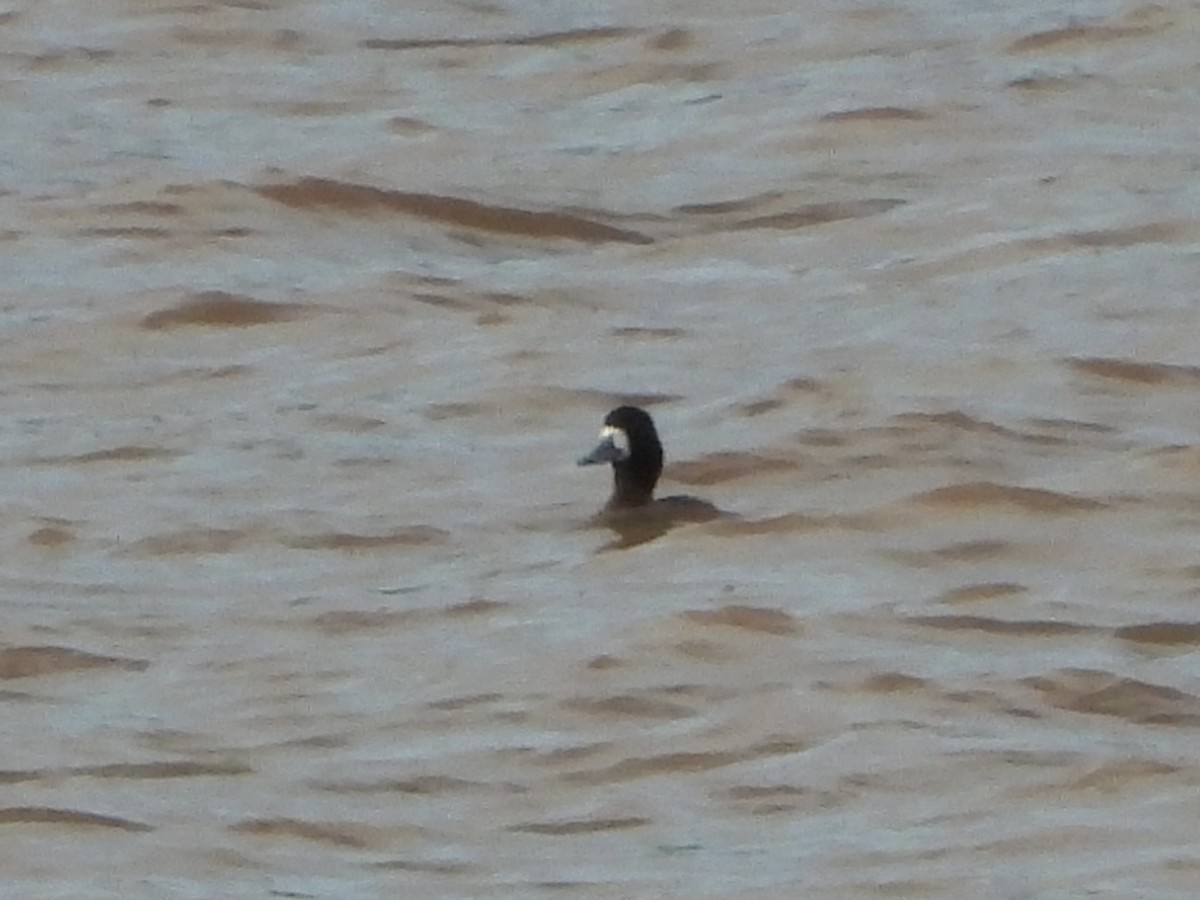 Greater Scaup - ML615871075