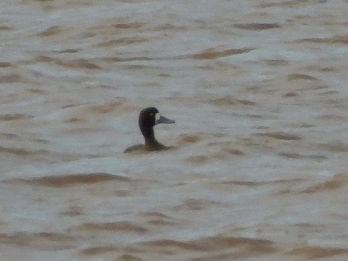 Greater Scaup - ML615871076