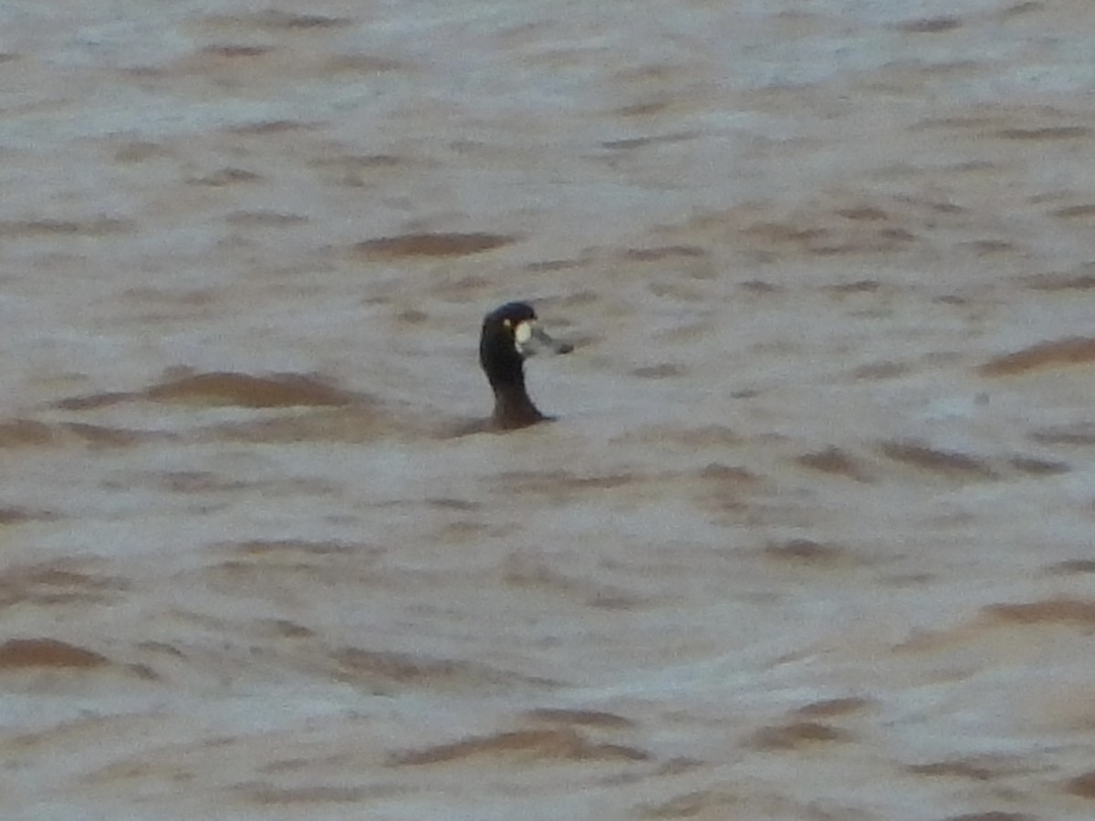 Greater Scaup - ML615871077