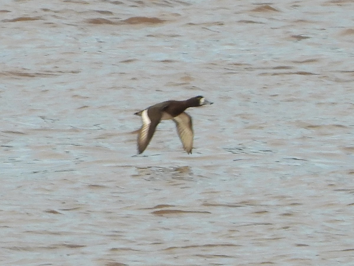 Greater Scaup - ML615871078