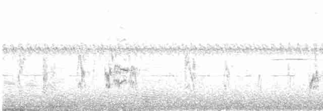 Weißbrauen-Uferschwalbe - ML615871153