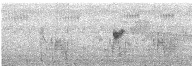 Highland Rush Warbler - ML615871159
