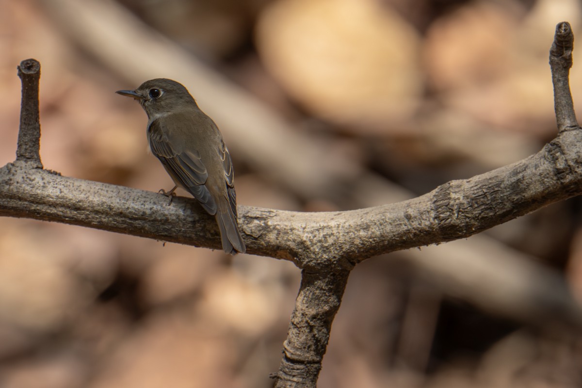 Brown-breasted Flycatcher - ML615871215