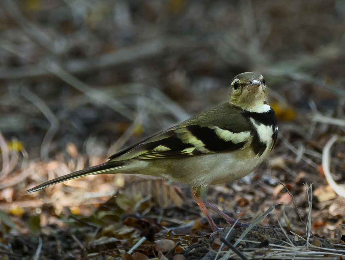 Forest Wagtail - ML615871231