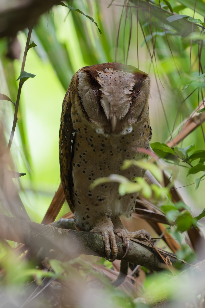 Sri Lanka Bay-Owl - ML615871419