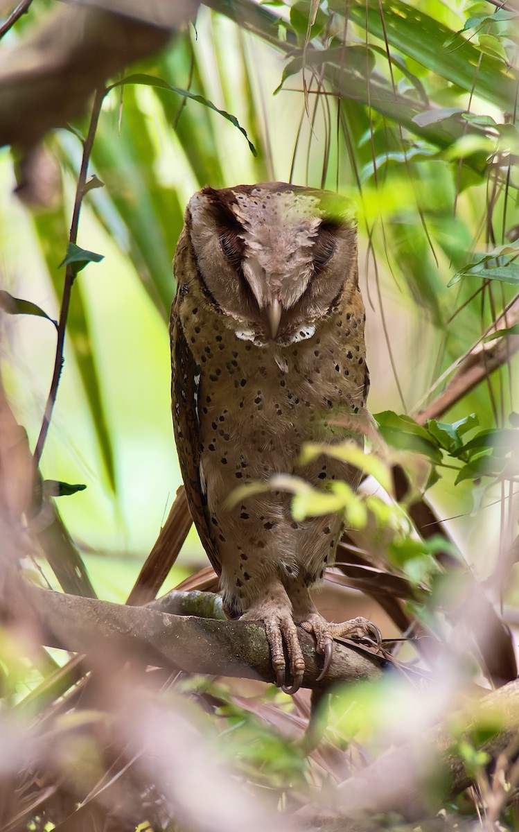 Sri Lanka Bay-Owl - ML615871439