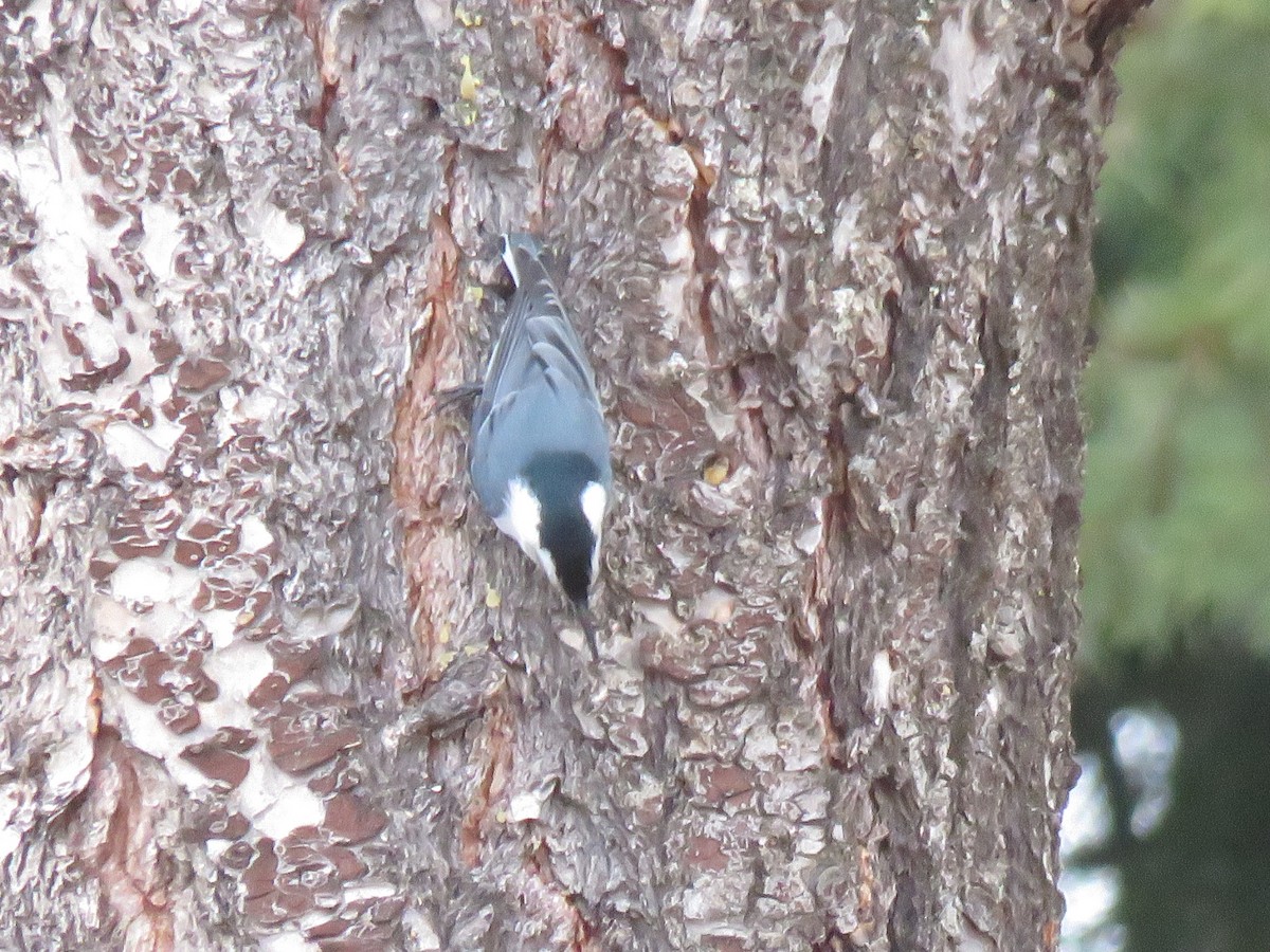 White-breasted Nuthatch - ML615871470