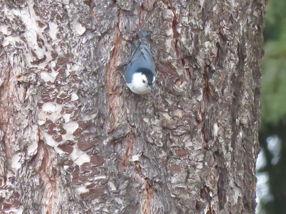 White-breasted Nuthatch - ML615871471