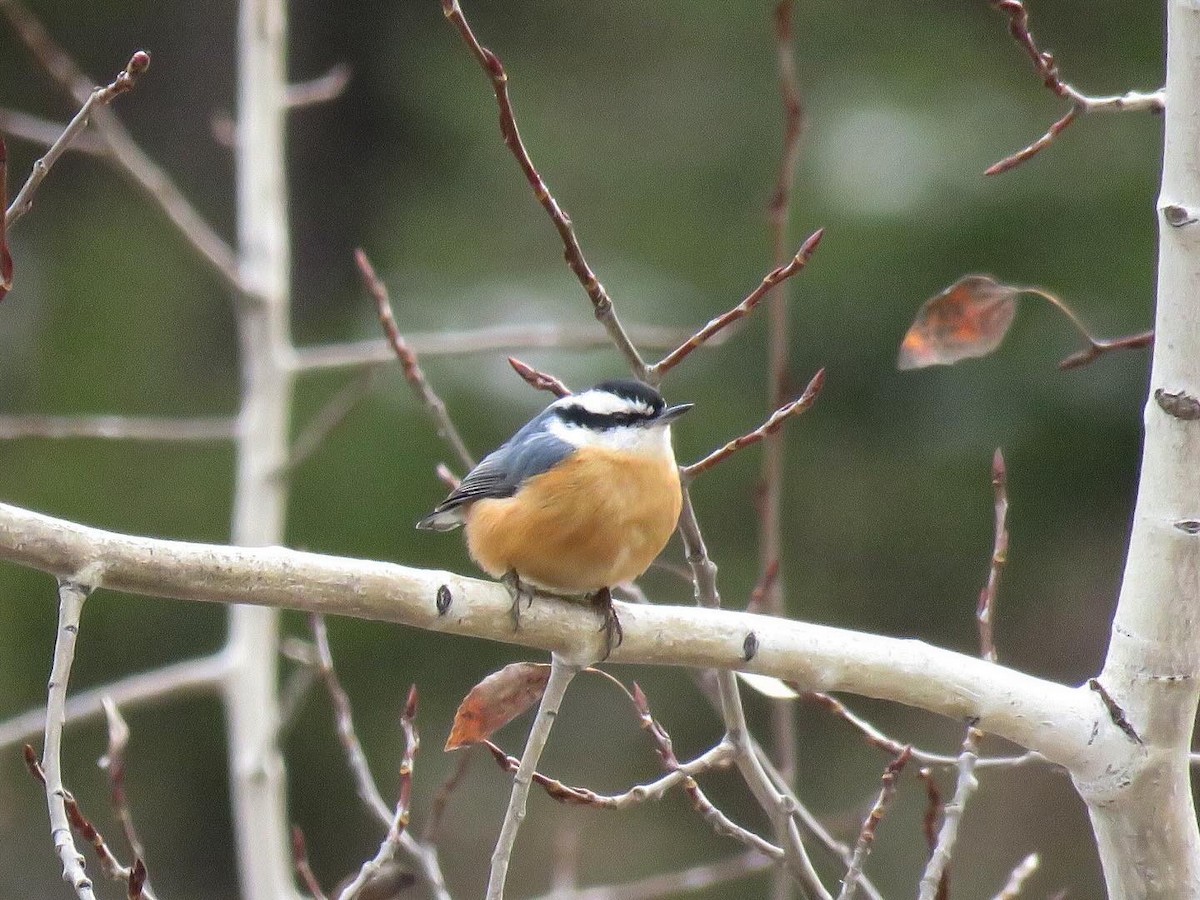 Red-breasted Nuthatch - ML615871498