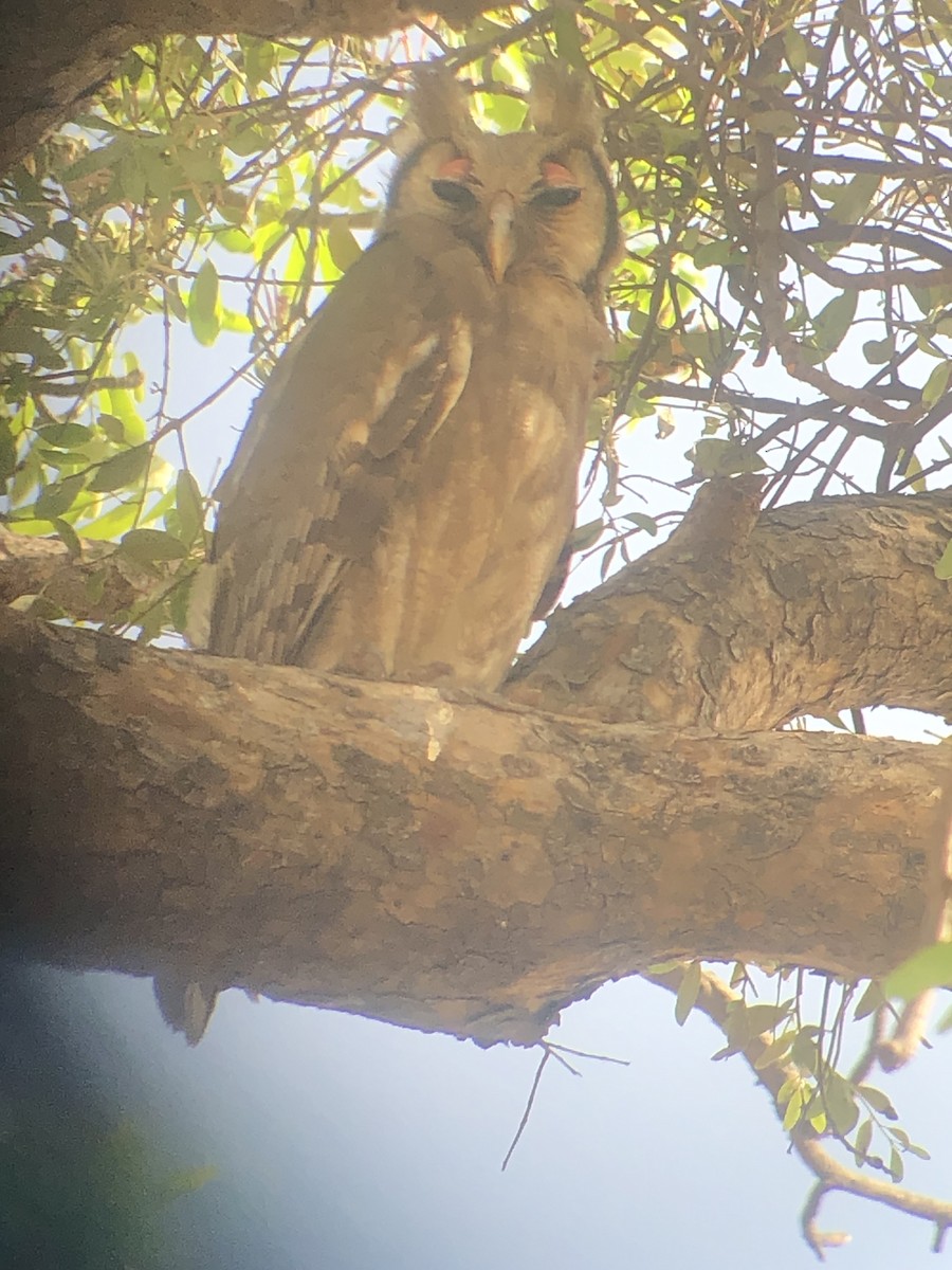 Verreaux's Eagle-Owl - ML615871524