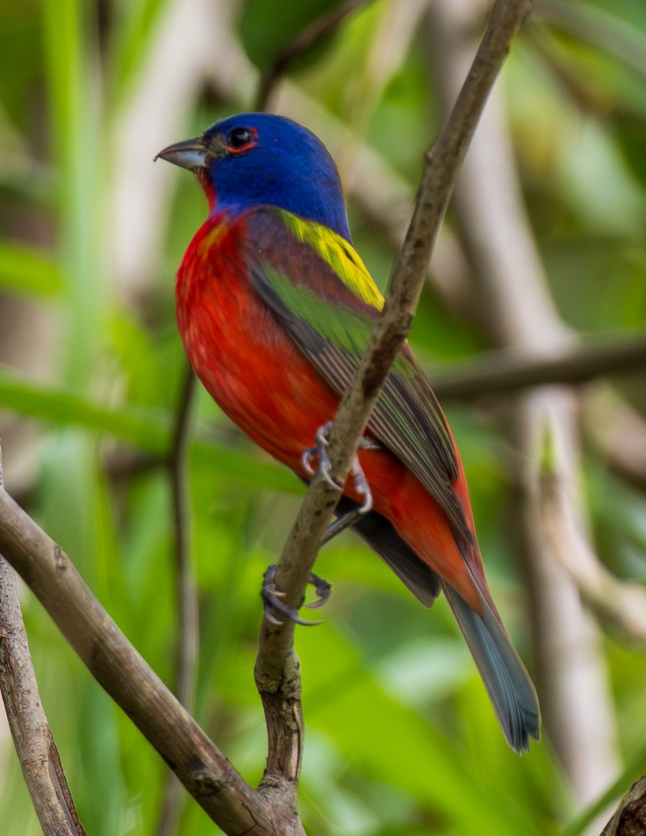 Painted Bunting - ML615871525