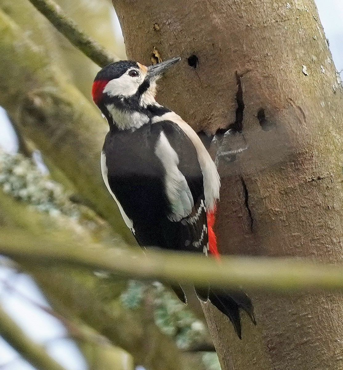 Great Spotted Woodpecker - bo nelson