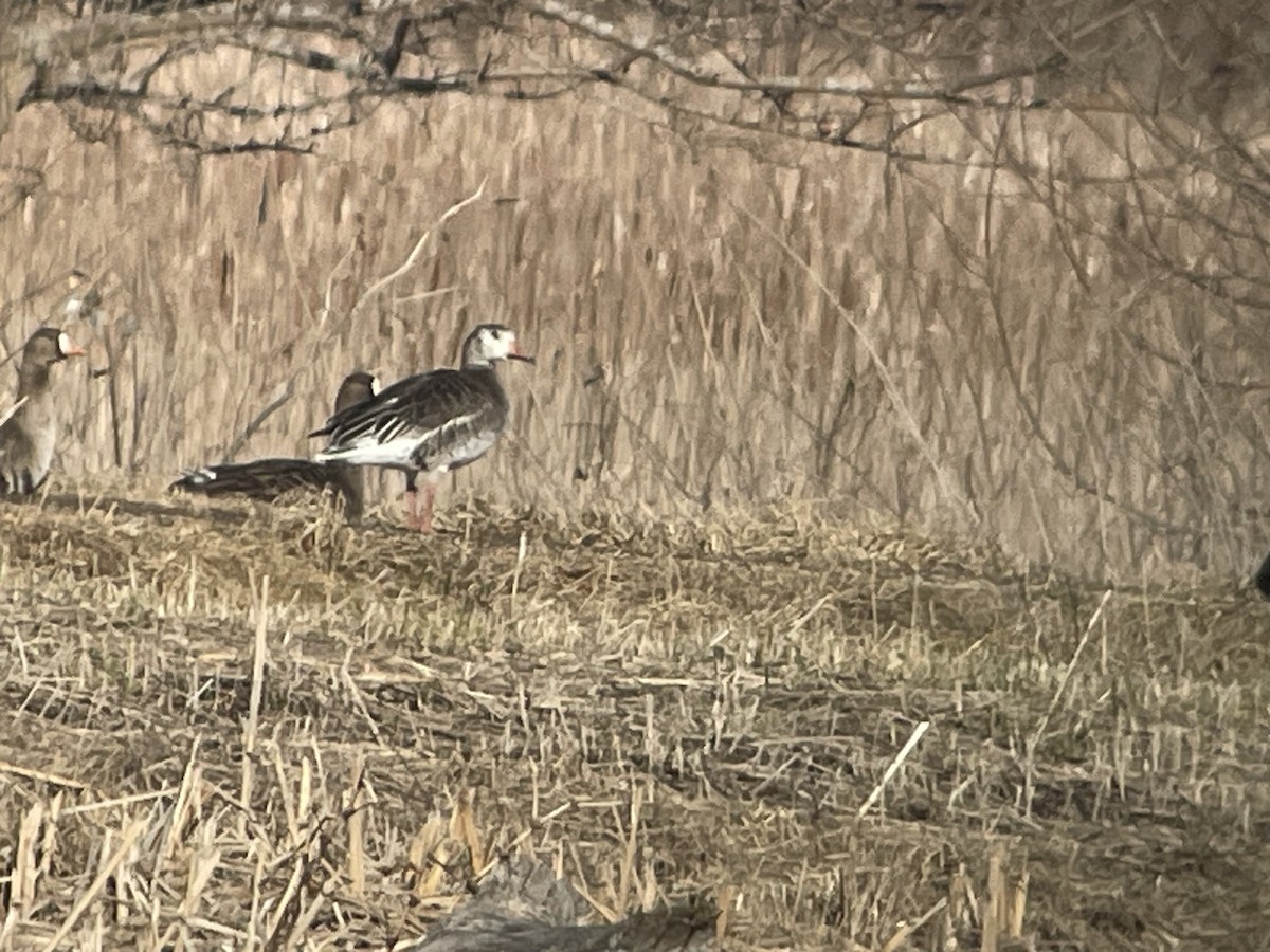Snow x Greater White-fronted Goose (hybrid) - ML615871675